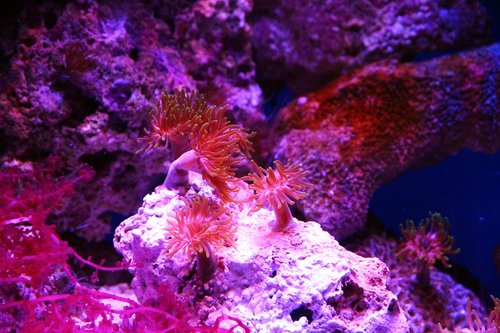 polyp  actinium  anemone