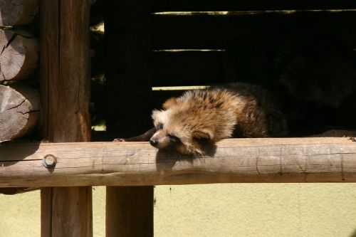 pom animal zoo