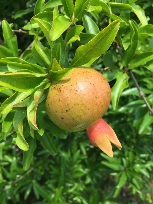 pomegranate fruit sour