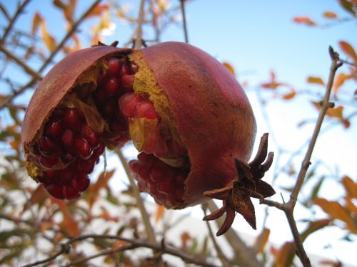 pomegranate summer mediterranean