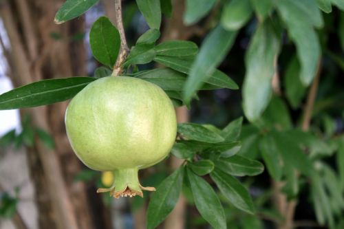 pomegranate fruit green