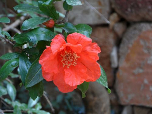 pomegranate blossom bloom