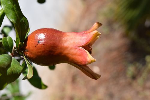 pomegranate bud mediterranean