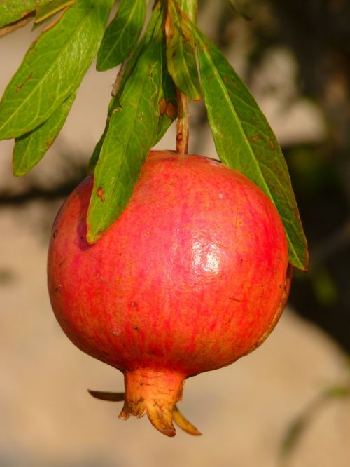 pomegranate fruit apple