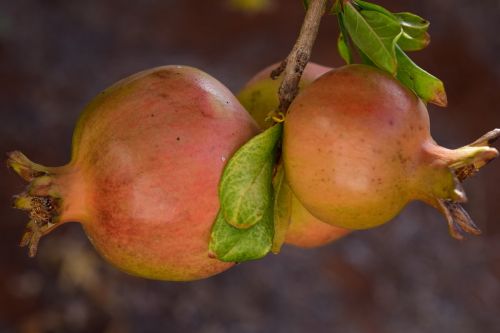 pomegranate ripe pomegranate tree