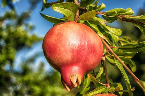 pomegranate fruit punica granatum