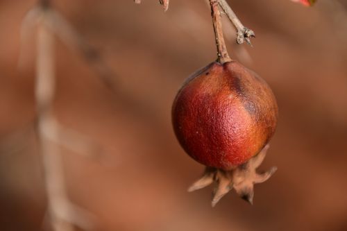 pomegranate small dry