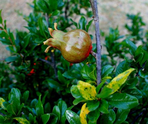 pomegranate fruit young