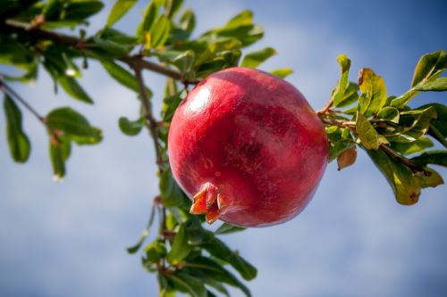 pomegranate fruit tropics