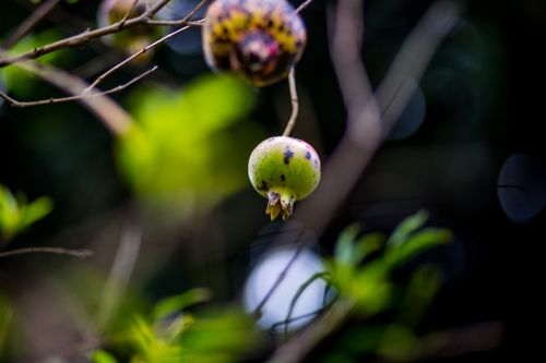 pomegranate nature green