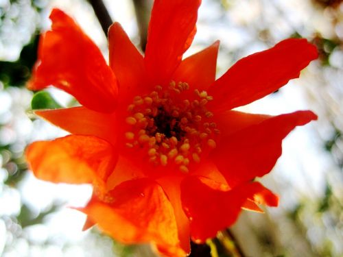 pomegranate flower orange