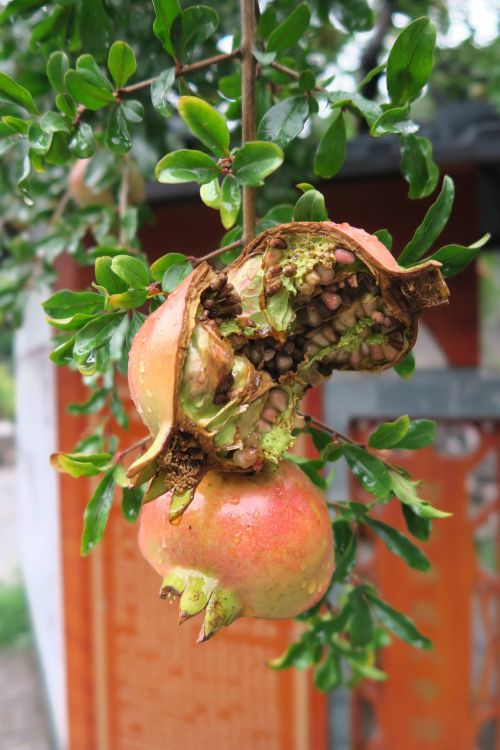 pomegranate china fruit