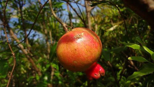 pomegranate fruit nature