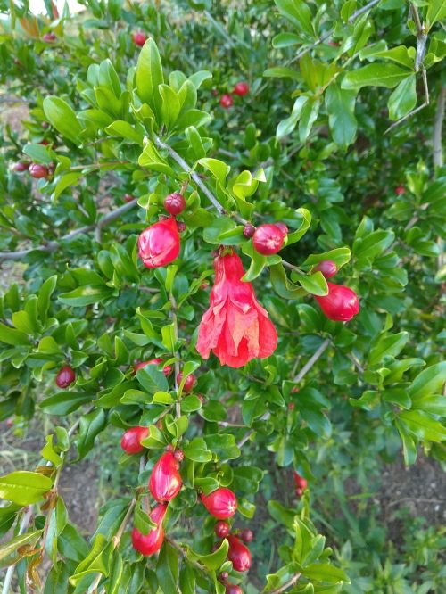 pomegranate plant shrub