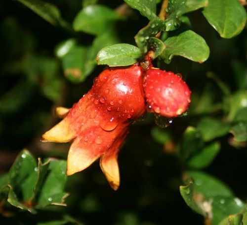 pomegranate fruit young