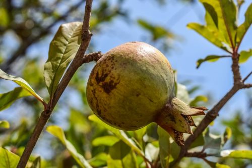 pomegranate fruit food