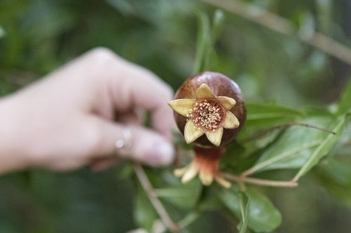 pomegranate plants plant