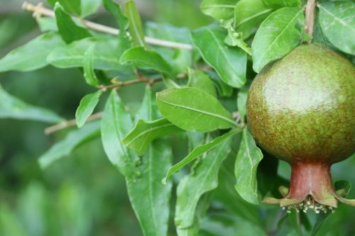 pomegranate fruit tropics