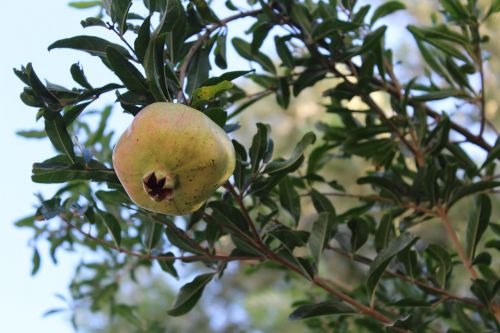 pomegranate tree plant