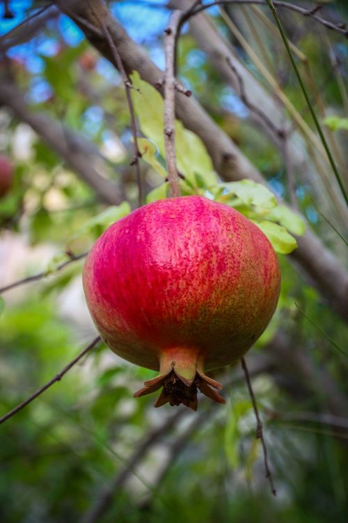 pomegranate fruit fresh