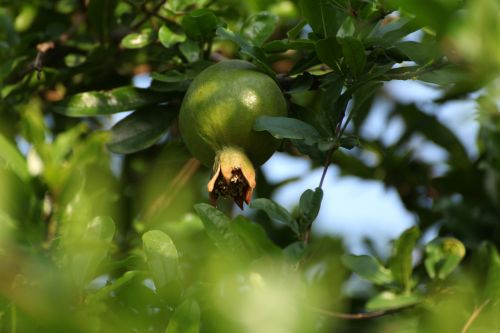 pomegranate fruits organic