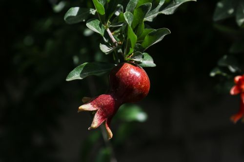 pomegranate nature tree