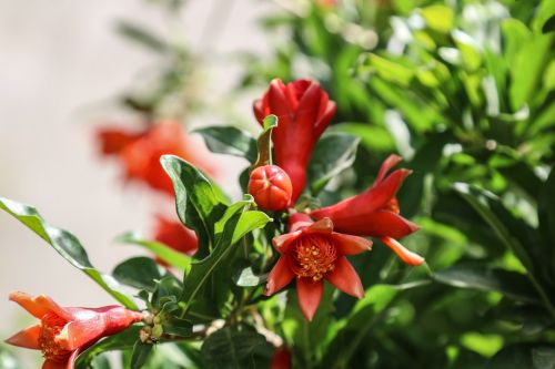 pomegranate flowering fruit