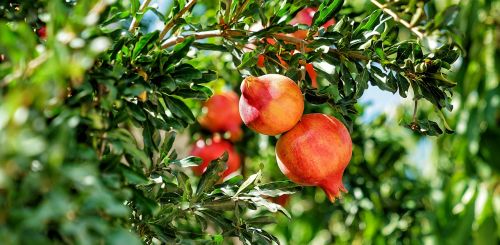 pomegranate tree fruit