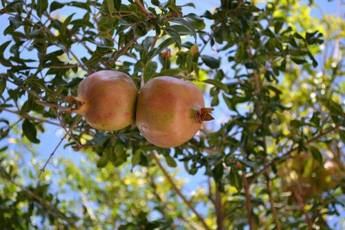 pomegranate fruits botany