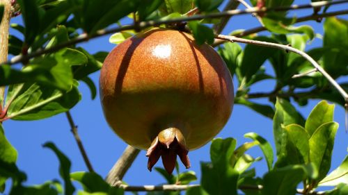 pomegranate apple fruit