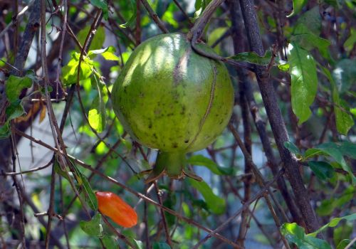 pomegranate fruit bud