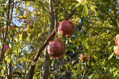 pomegranate autumn fruit