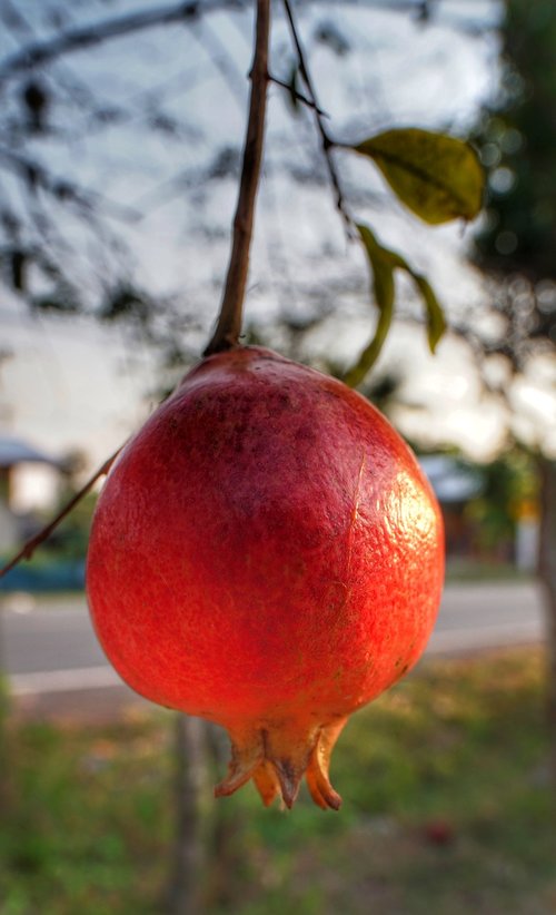 pomegranate  hanging  fruit