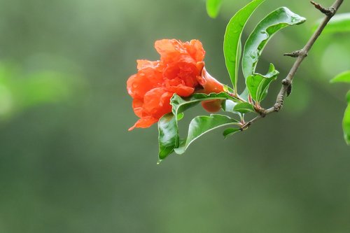 pomegranate  hong kong  leaf