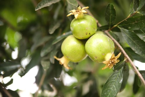 pomegranate  pomegranate-raw  green