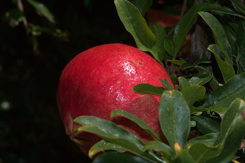pomegranate  plant  fruit