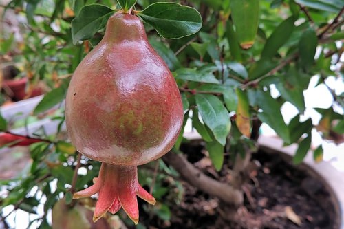 pomegranate  pomegranate tree  red