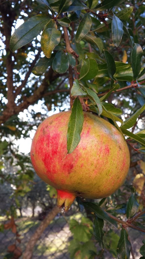 pomegranate  fruit  food