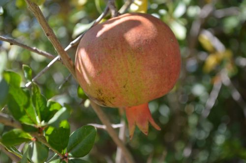 pomegranate food fruit