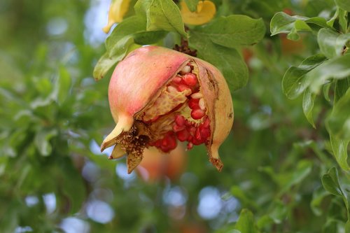 pomegranate  fruit  seeds