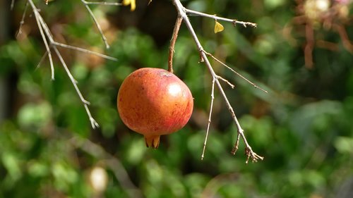 pomegranate  fruit  mediterranean