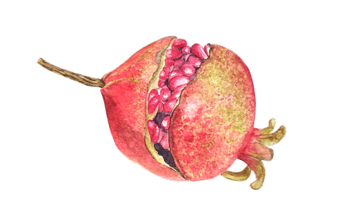 pomegranate  fruit  watercolor