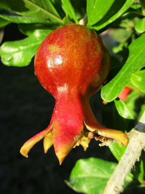 pomegranate  fruit  agriculture