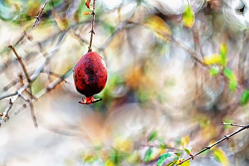 pomegranate  tree  leaf