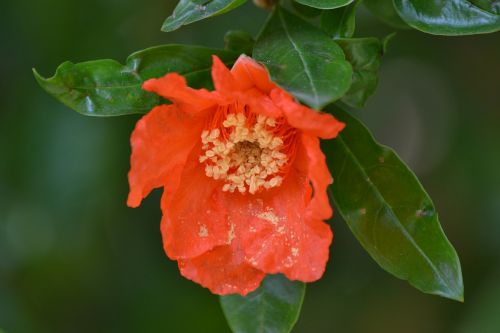 pomegranate flower orange