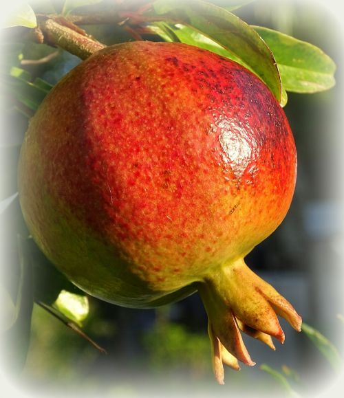 pomegranate fruit ripe