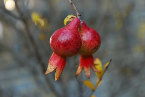 pomegranate beautiful nature