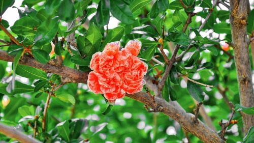 pomegranate flower summer