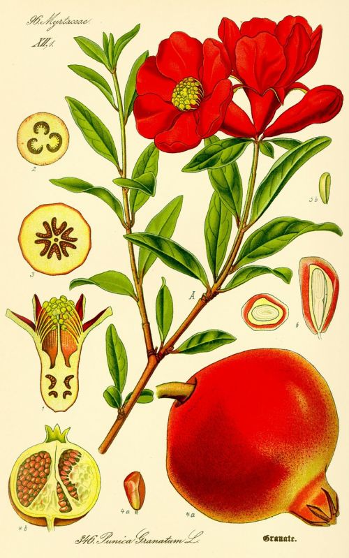 pomegranate punica granatum fruit