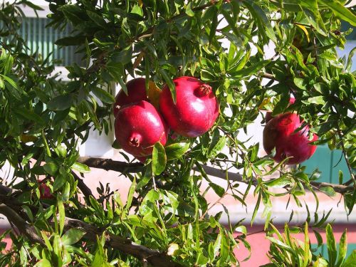 pomegranate red fruit